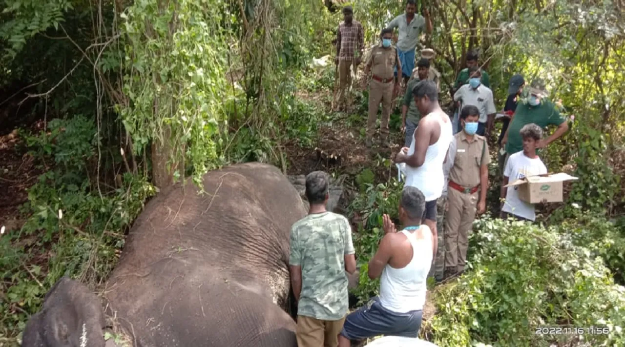 கோவையில் யானைகள் மோதல் - பெண் யானை உயிரிழப்பு