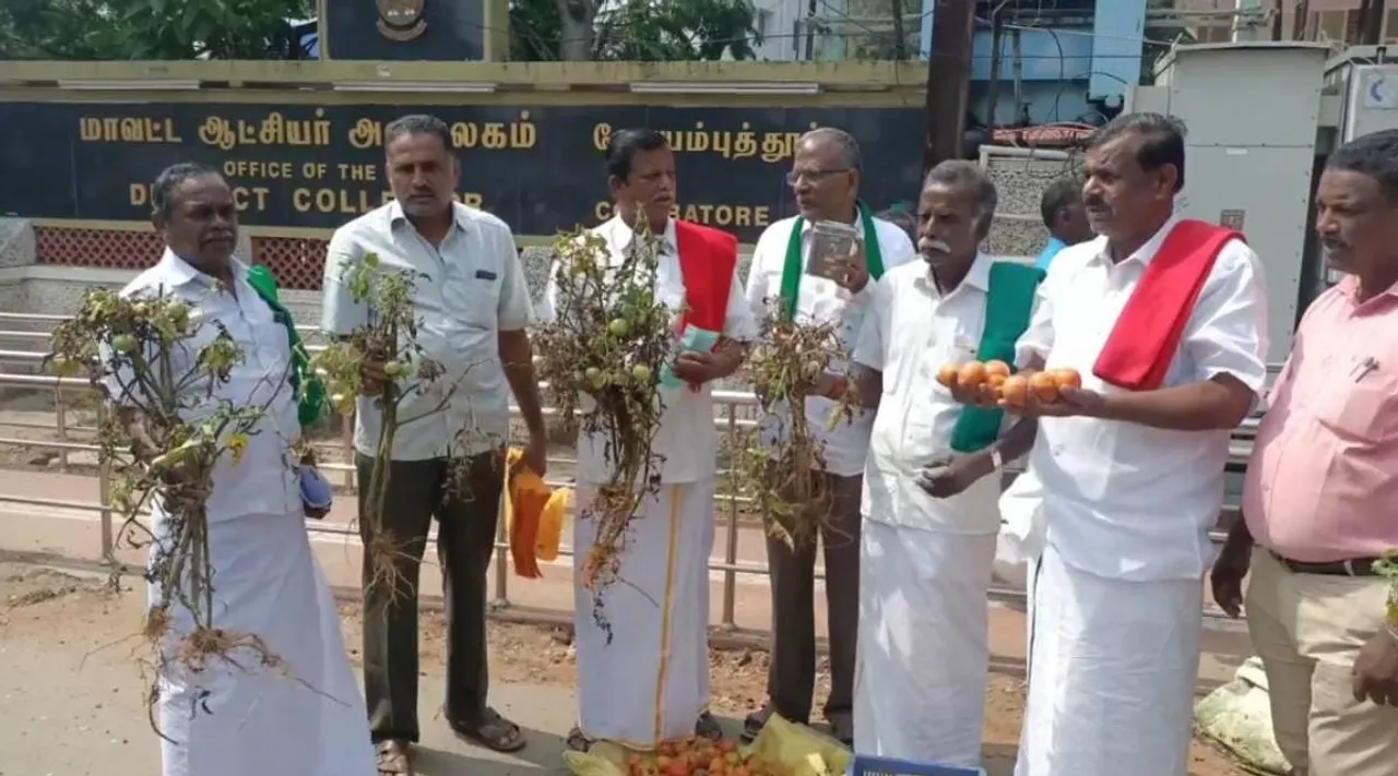 coimbatore, farmer protest, farmers protest front of Kovai collector office, farmers tomato selling protest, tomato not get reasonable price