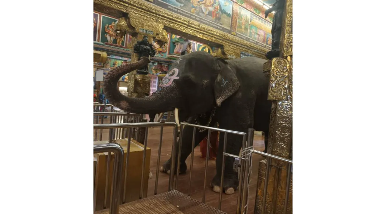 மணக்குள விநாயகர் கோவில் யானை லட்சுமி திடீர் மரணம்: நடைப் பயிற்சியின்போது மயங்கி விழுந்தது