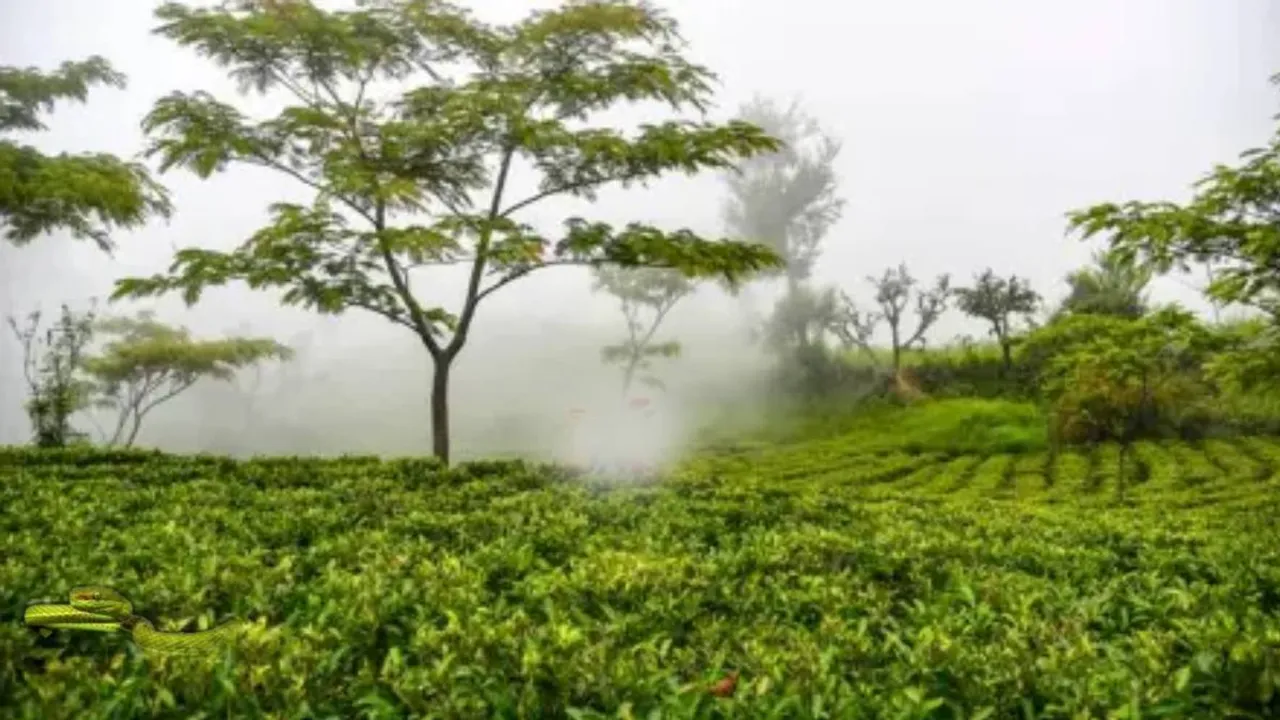 தேயிலைத் தோட்டத்தில் புகுந்த பாம்பு... 10 நொடிகளில் கண்டுபிடிச்சா உங்களுக்கு கழுகுப் பார்வைங்க!