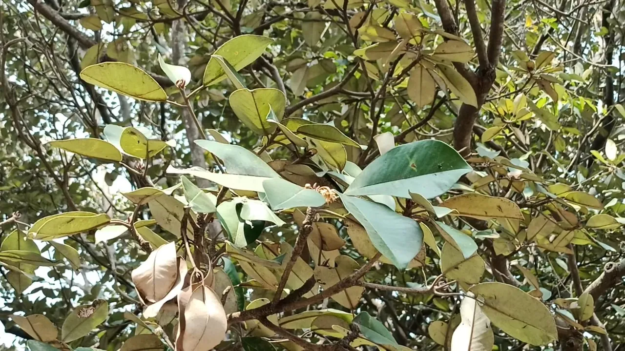 coimbatore