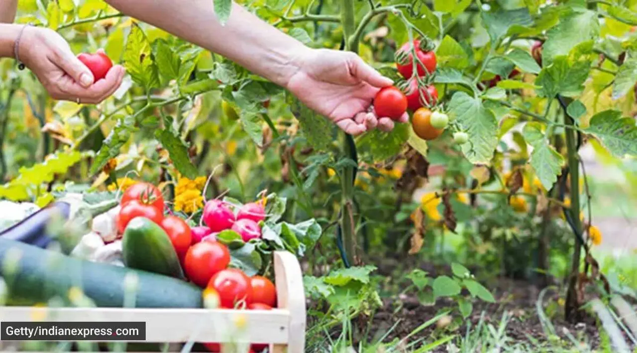 Gardening Tips
