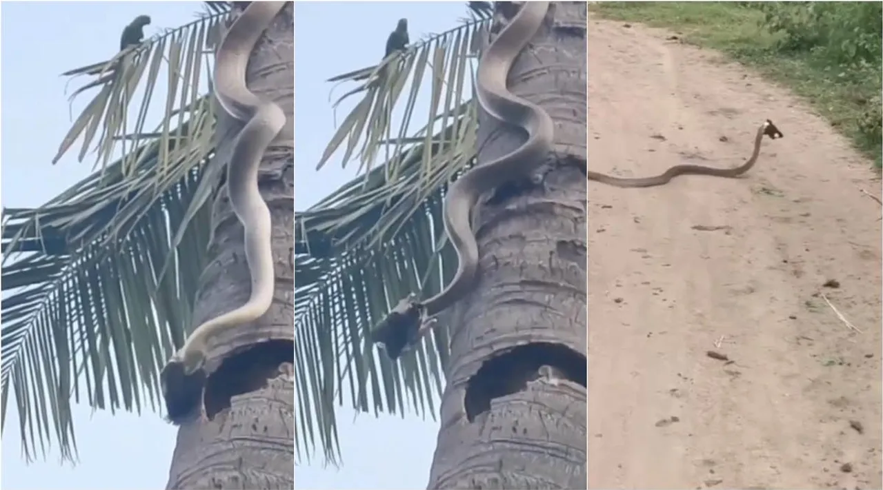 snake climbing tree video, how snakes climb trees, can snakes climb trees, snake climbing video, snake climbing tree, Snake climbing on Coconut tree, viral video, snake viral video, Snake climbing on Coconut tree and catching a bird video