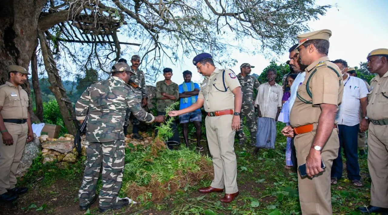 கோவையில் ஊடு பயிராக கஞ்சா செடி பயிரிட்ட 4 பேர் கைது