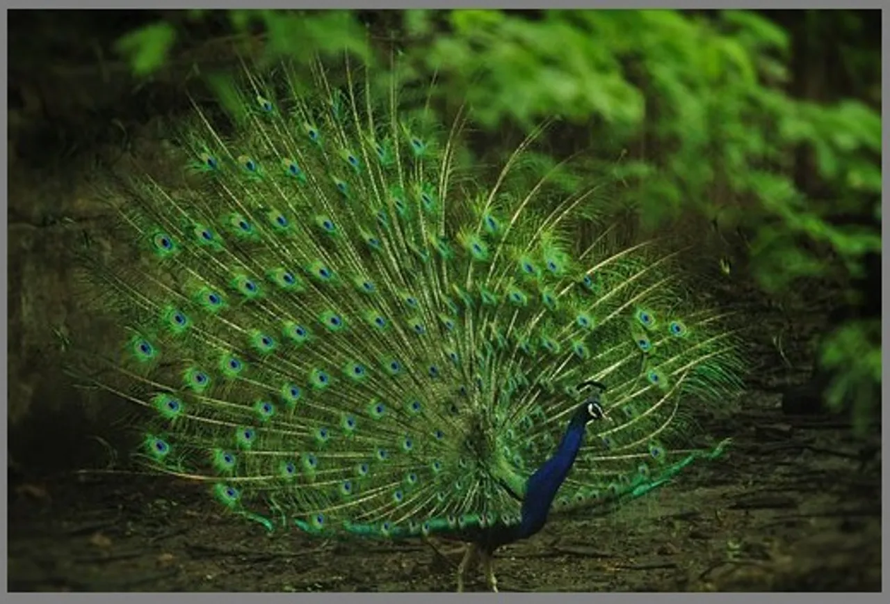 Peacock