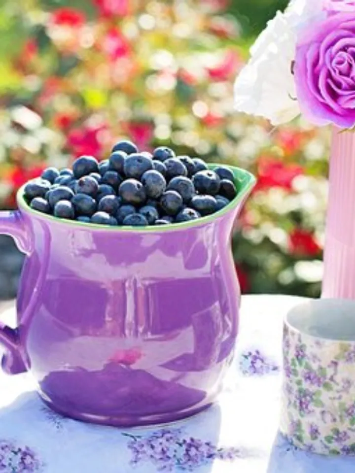 blueberries-864627__340 (1)