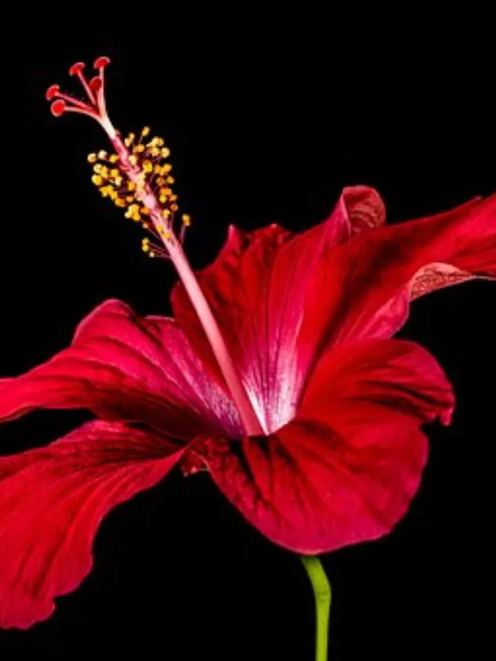 hibiscus-276473__340 (1)