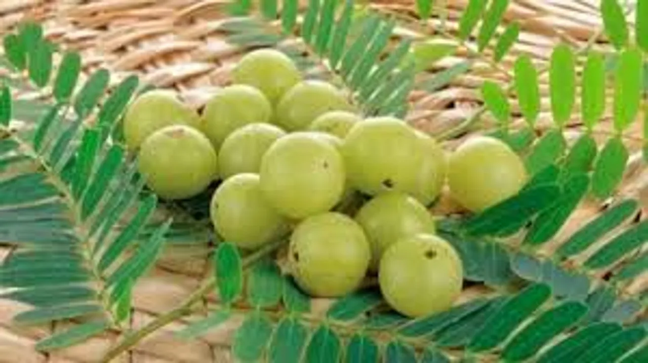 விட்டமின் சி நிறைய இருக்கு... நெல்லி தினமும் எப்படி சாப்பிடுவது?