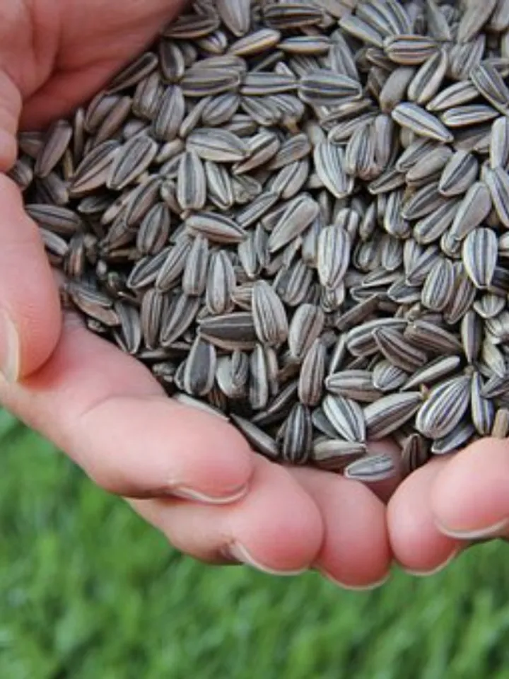 sunflower-seed-1213766__340 (1)