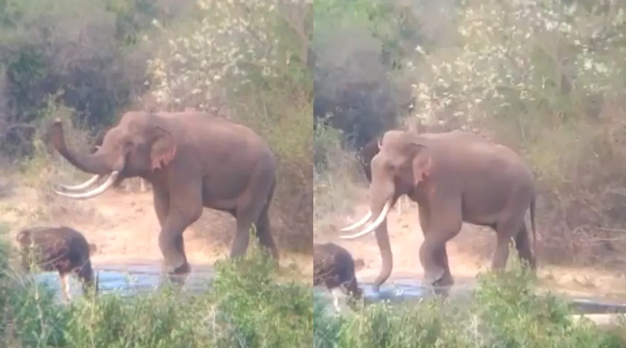 Coimbatore: Elephant Drinking Water With Wild Cow - Viral Video