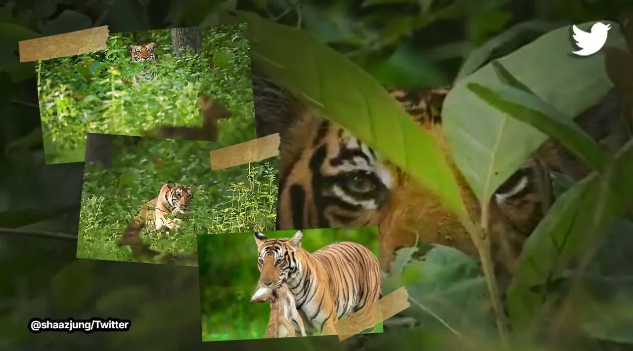 யானை, புலியிடமிருந்து கற்றுக் கொள்ளுங்கள்; புத்தாண்டு தீர்மானத்திற்கு ஐ.ஏ.எஸ் அதிகாரி டிப்ஸ்