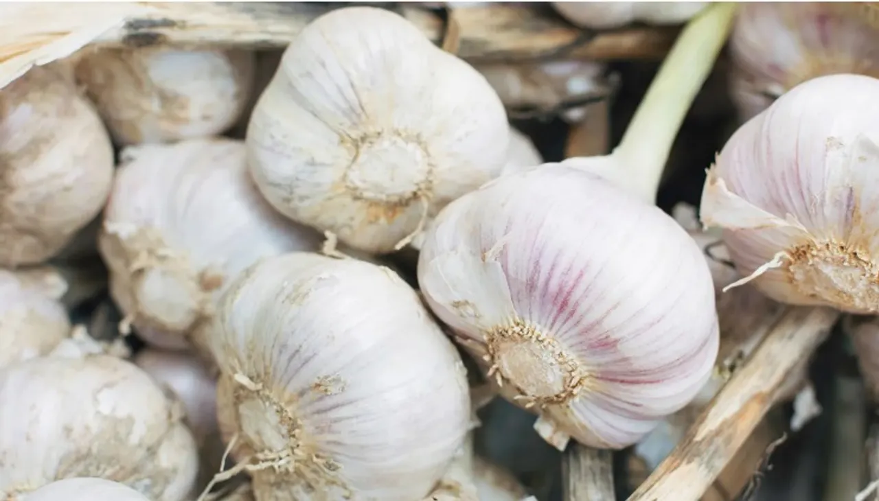 Garlic