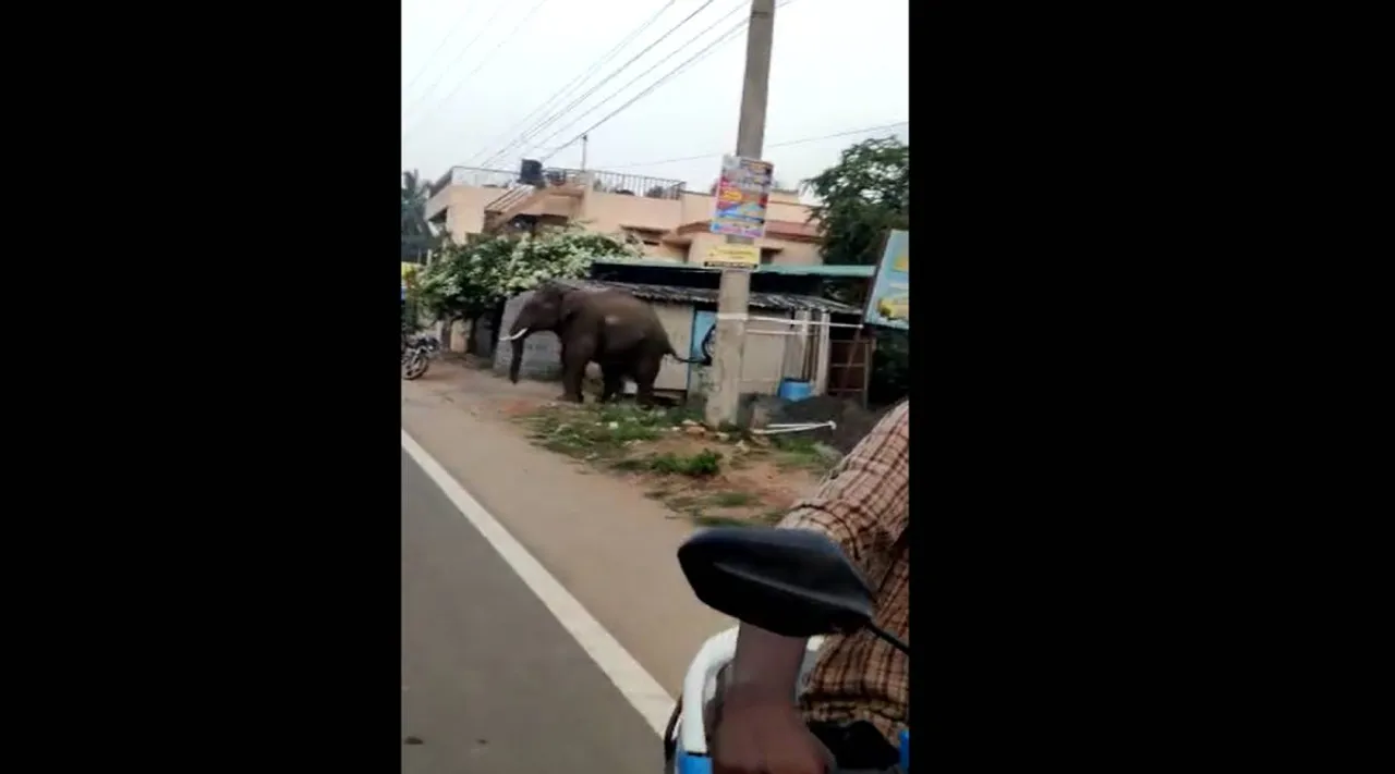 கோவை சாலையில் உலா வந்த ஒற்றை யானை - மக்கள் ஓட்டம்