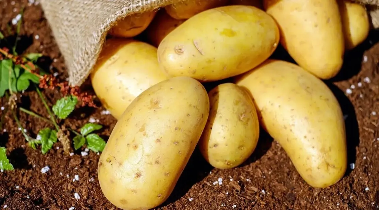 Potato