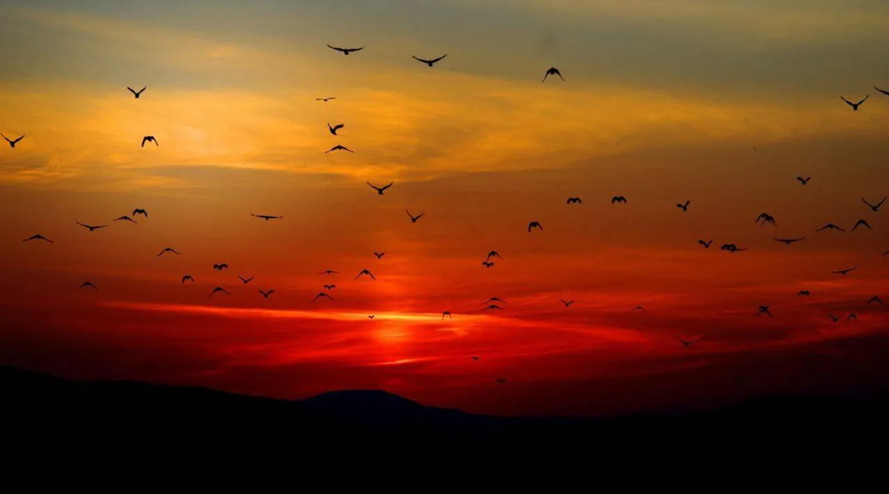 Sunrises and sunsets: நாம் ஏன் சூரிய உதயத்தை ரசிக்கிறோம் என்று தெரியுமா? ஆய்வு கூறுவது என்ன?
