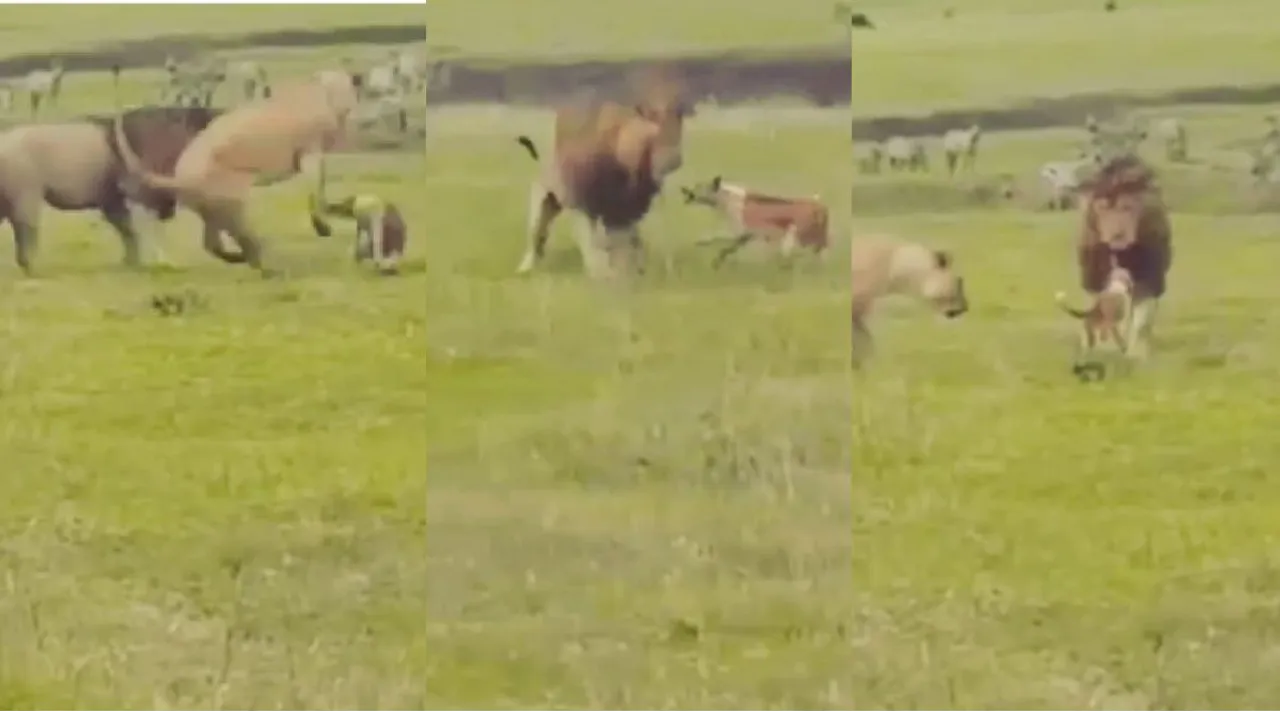 viral video, Dog fights with Two Lions, A Dog fights with Lion, viral video, சிங்கத்துடன் சண்டையிடும் நாய், வைரல் வீடியோ