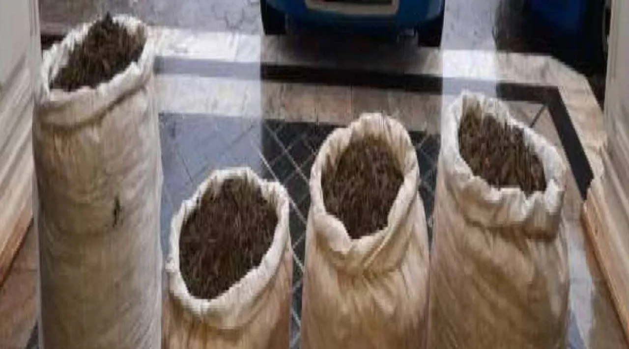 Coimbatore news, Latest Coimbatore news, Cannabis news, 200 kg cannabis seized in Coimbatore, கோவையில் கஞ்ச பறிமுதல், 200 கிலோ கஞ்சா பறிமுதல், கோவை செய்திகள், Tamil news, latest Tamil news