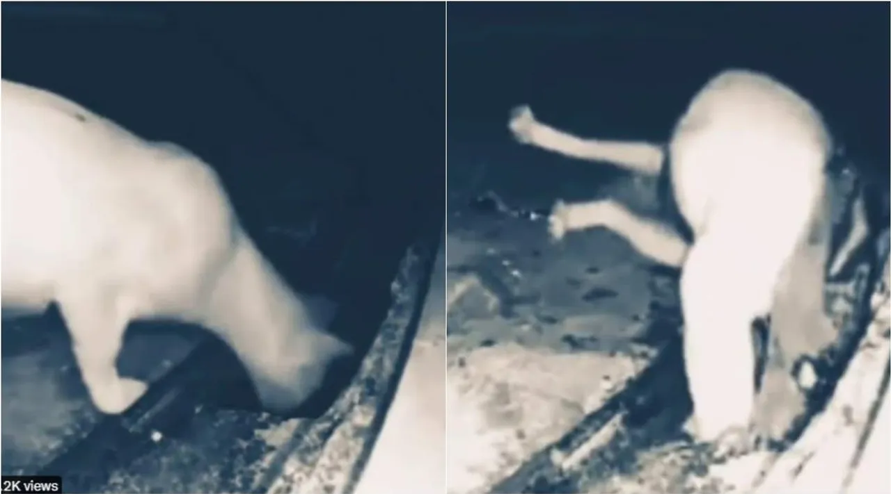 snake, Snake Attack Video, Python hunting Mountain Lion shocking video, Python hunting Mountain Lion, Snake Kills Lion, Snake Kills Mountain Lion, மலைச் சிங்கத்தை வேட்டையாடிய மலைப் பாம்பு, அதிர்ச்சி வீடியோ, வைரல் வீடியோ, Snake Kills Wild Animal, snakes, viral, Python hunting Lion, viral news, Viral Snake, Viral Snake Pics, viral snake video, viral video