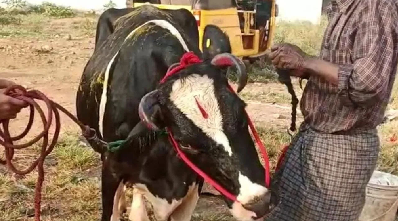 coimbatore Mattu Pongal celebration tamil news