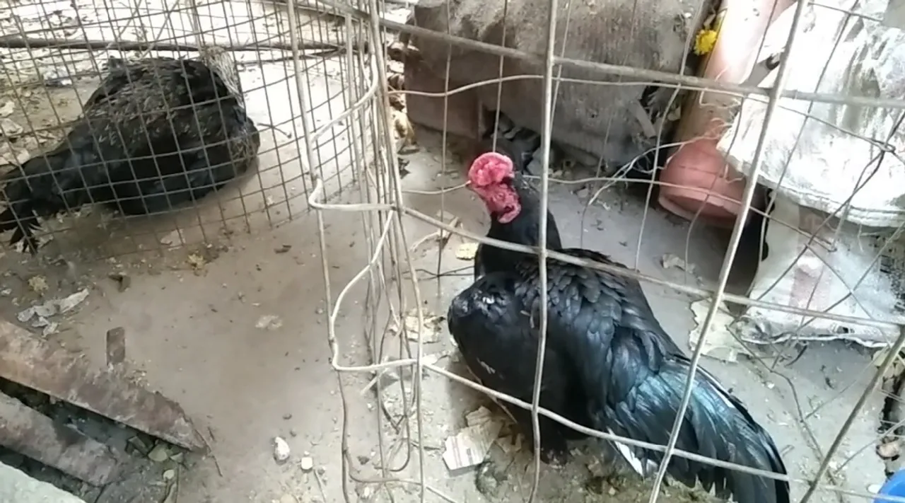Puducherry Cockfighting: 2 arrested released on bail; rooster locked 5 days tamil news