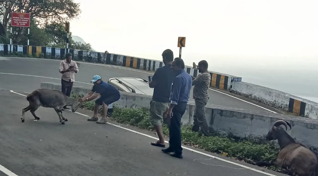 Valparai: two from Kerala arrested for harassing Nilgiri tahr tamil news
