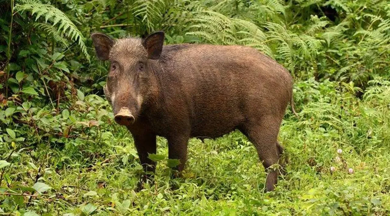 Nilgiris