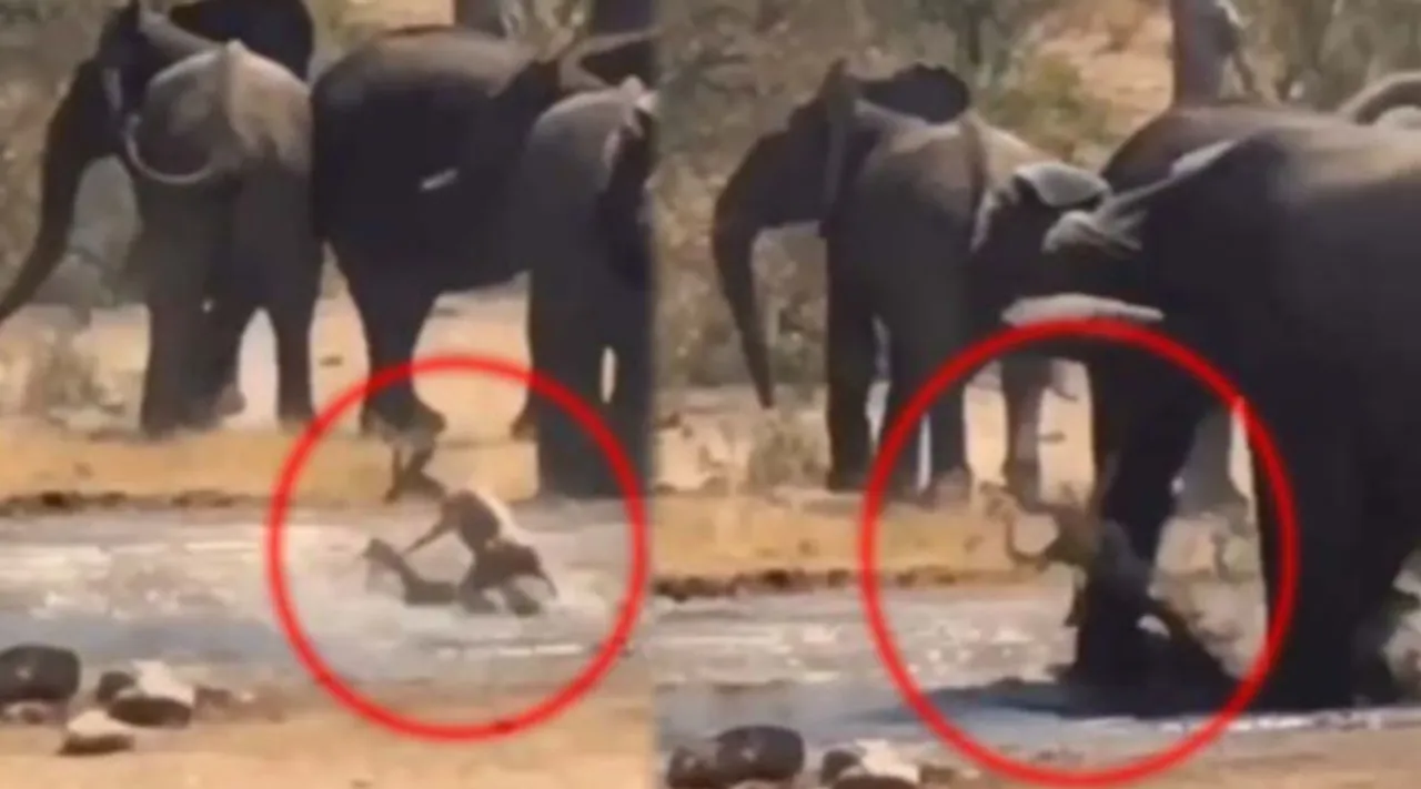 மான் குட்டியை முதலையிடம் இருந்து காப்பாற்றிய யானை: வைரல் வீடியோ