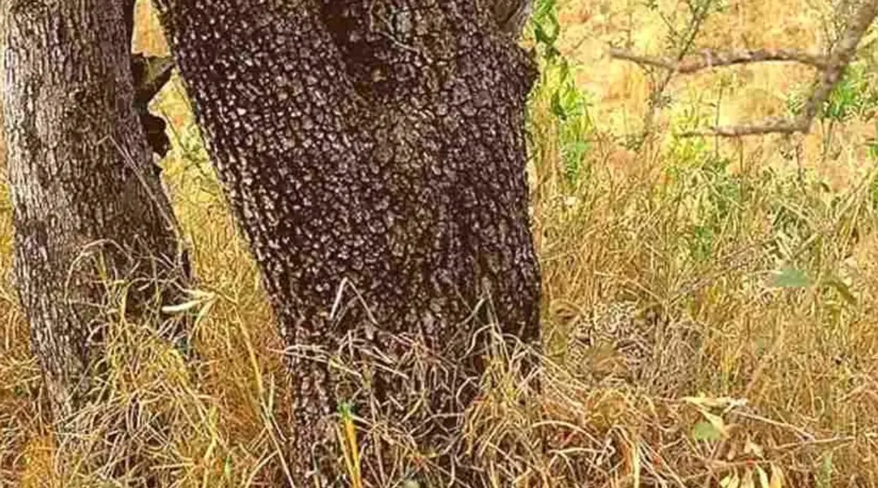 Optical Illusion, Optical Illusion Pictures, Optical Illusion Viral Picture, Optical Illusion Animal Picture, ஆப்டிகல் இல்யூஷன், ஆப்டிகல் இல்யூஷன் சவால், ஆப்டிகல் இல்யூஷன் படம், ஜாகுவாரைக் கண்டுபிடிக்க முடியுமா? ஜாகுவார், Optical Illusion Viral Photos, Optical Illusion Latest, about optical illusion,Optical Illusion photos, Optical Illusion pictures, Optical Illusion images, can you spot Jaguar