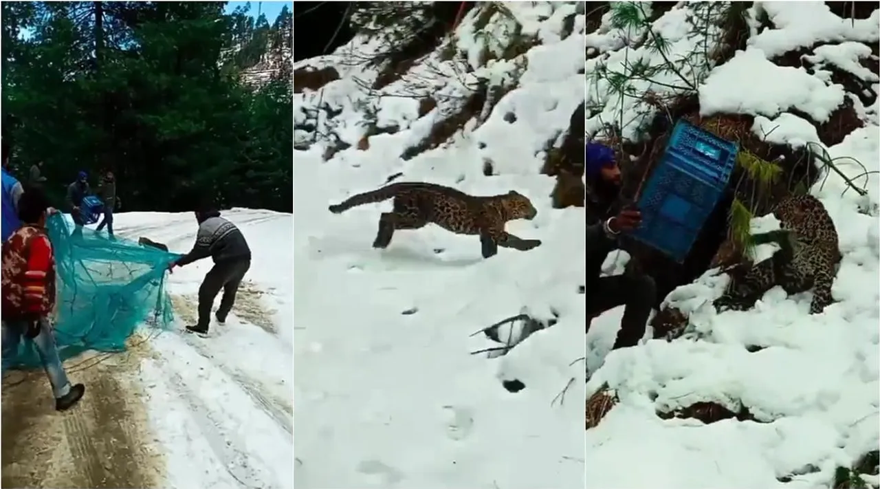 Leopard catching viral video, viral video, என்னப்பா மீன் பிடிக்கிற மாதிரி பிடிச்சிருக்கீங்க, சிறுத்தை பாவம் இல்லையா, வைரல் வீடியோ, Men catching Leopard like fishing, savegery video goes viral, leopard viral video