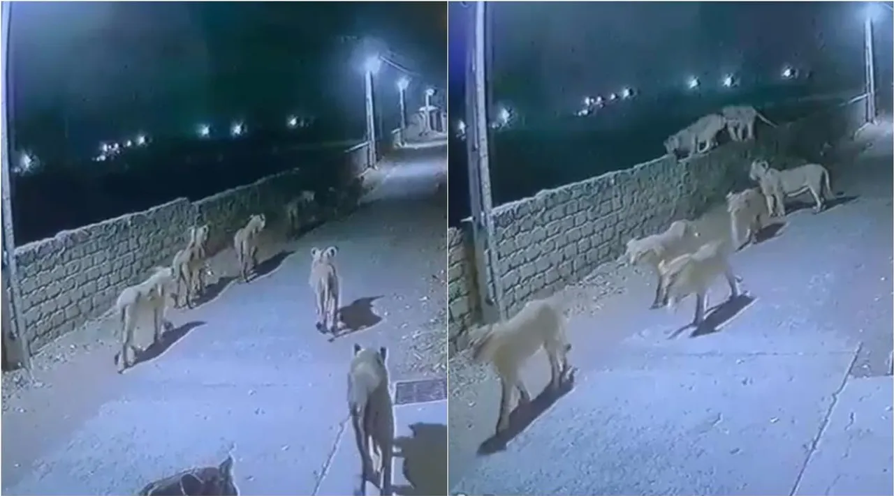 viral video, lions roaming at streets of Gujarat, lions roaming at streets video, lions roaming video, வைரல் வீடியோ, குஜராத் தெருக்களில் உலா வரும் சிங்கம் வீடியோ