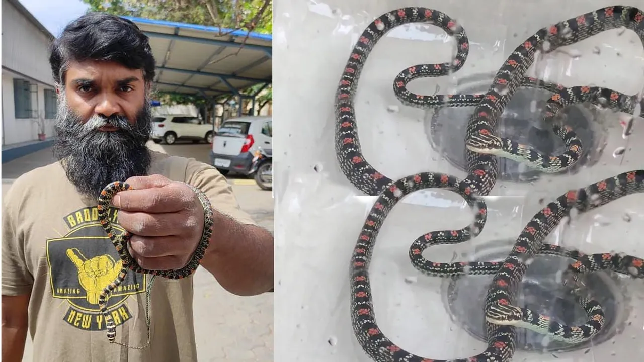 காரில் இருந்த வினோத பாம்பு : லாவகமாக பிடித்து வனத்துறையிடம் ஒப்படைப்பு