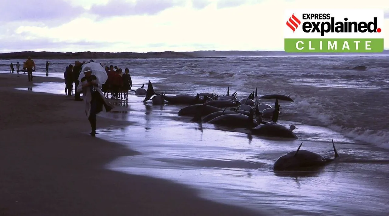 whale stranding, stranding, mass stranding, what is whale stranding, இலங்கையில் கரை ஒதுங்கிய 14 பைலட் திமிங்கலங்கள், திமிங்கலங்கள் கரை ஒதுங்குவது ஏன் நடக்கிறது, Tamil indian express, express explained