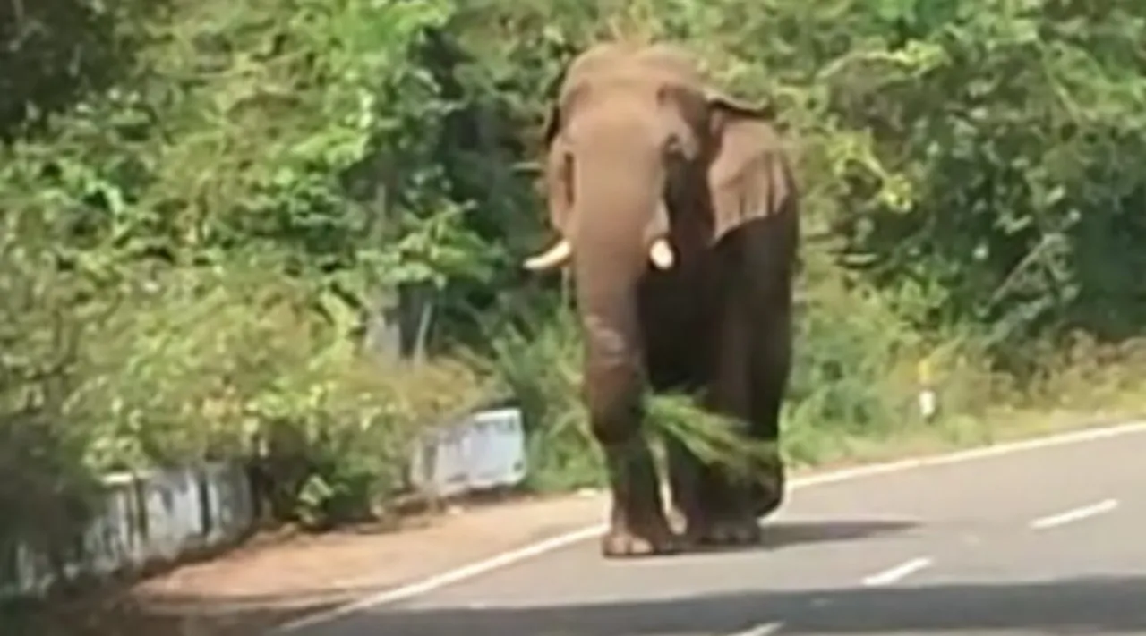 வால்பாறை சாலையில் உலா வரும் ஒற்றை காட்டு யானை கட்டக் கொம்பன்; வைரல் வீடியோ             