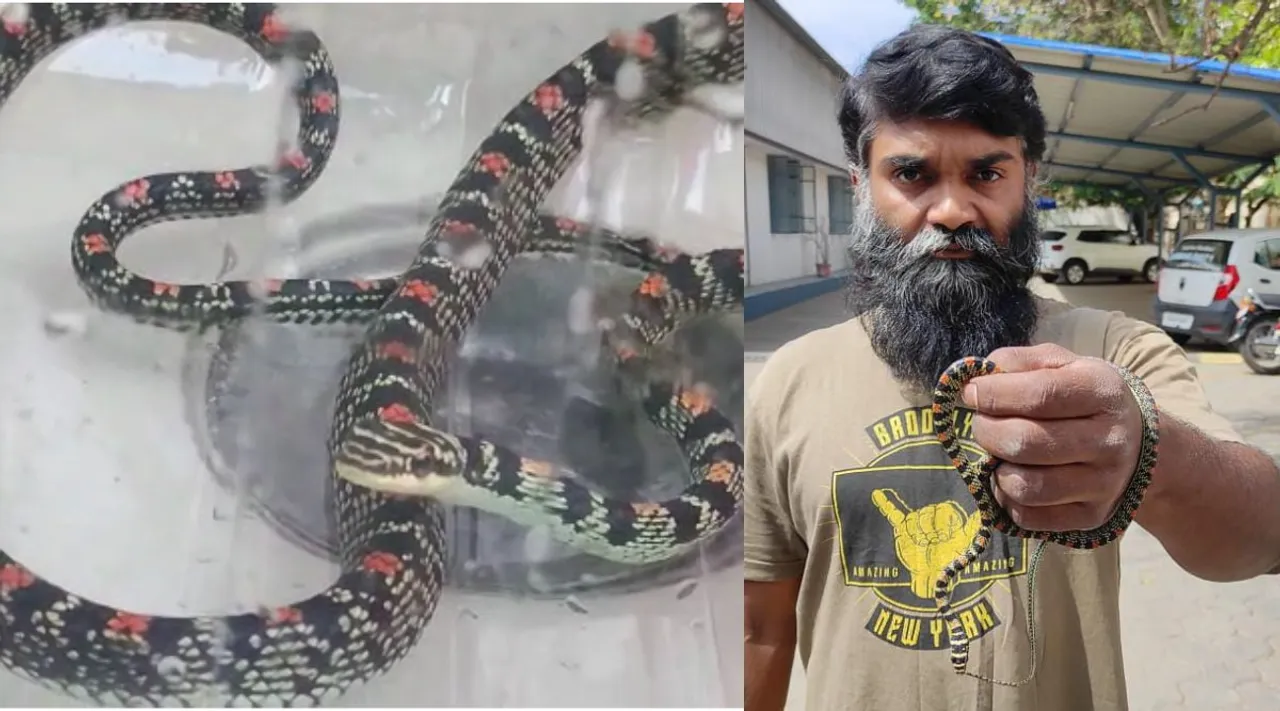 Coimbatore: flying snake stuck in a car - video Tamil News