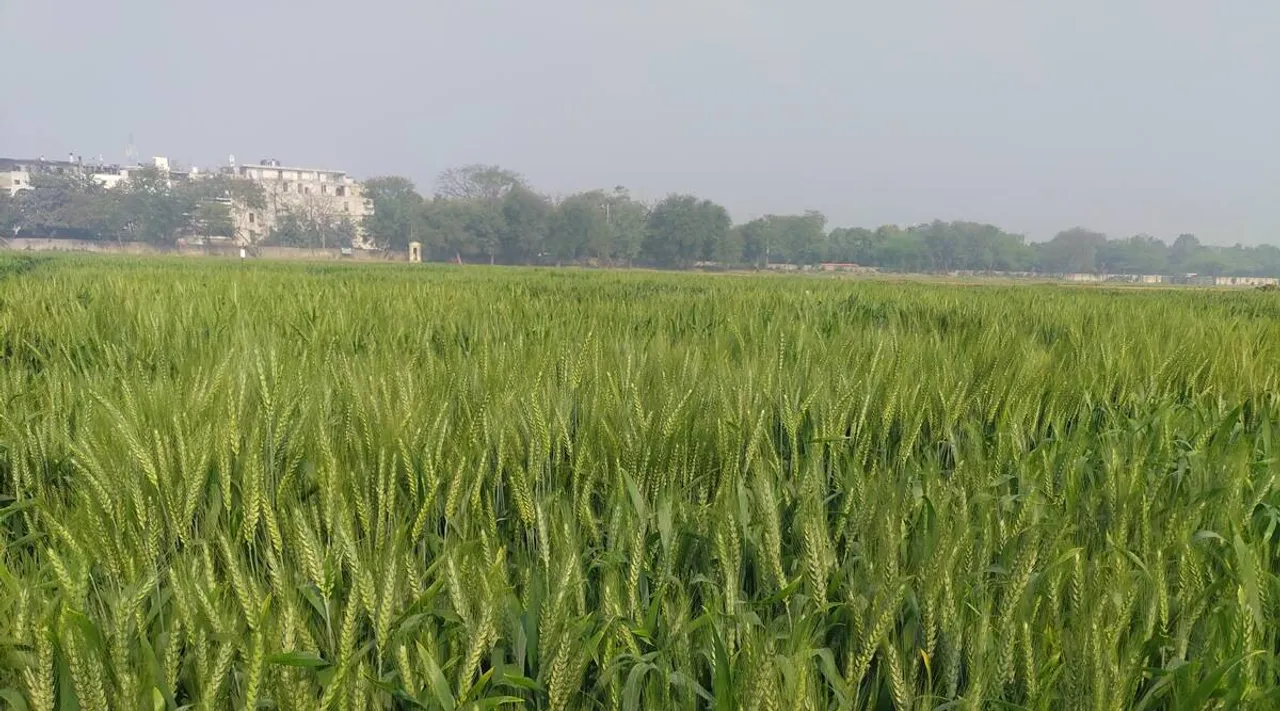 ICAR develops wheat that can beat the heat Tamil News