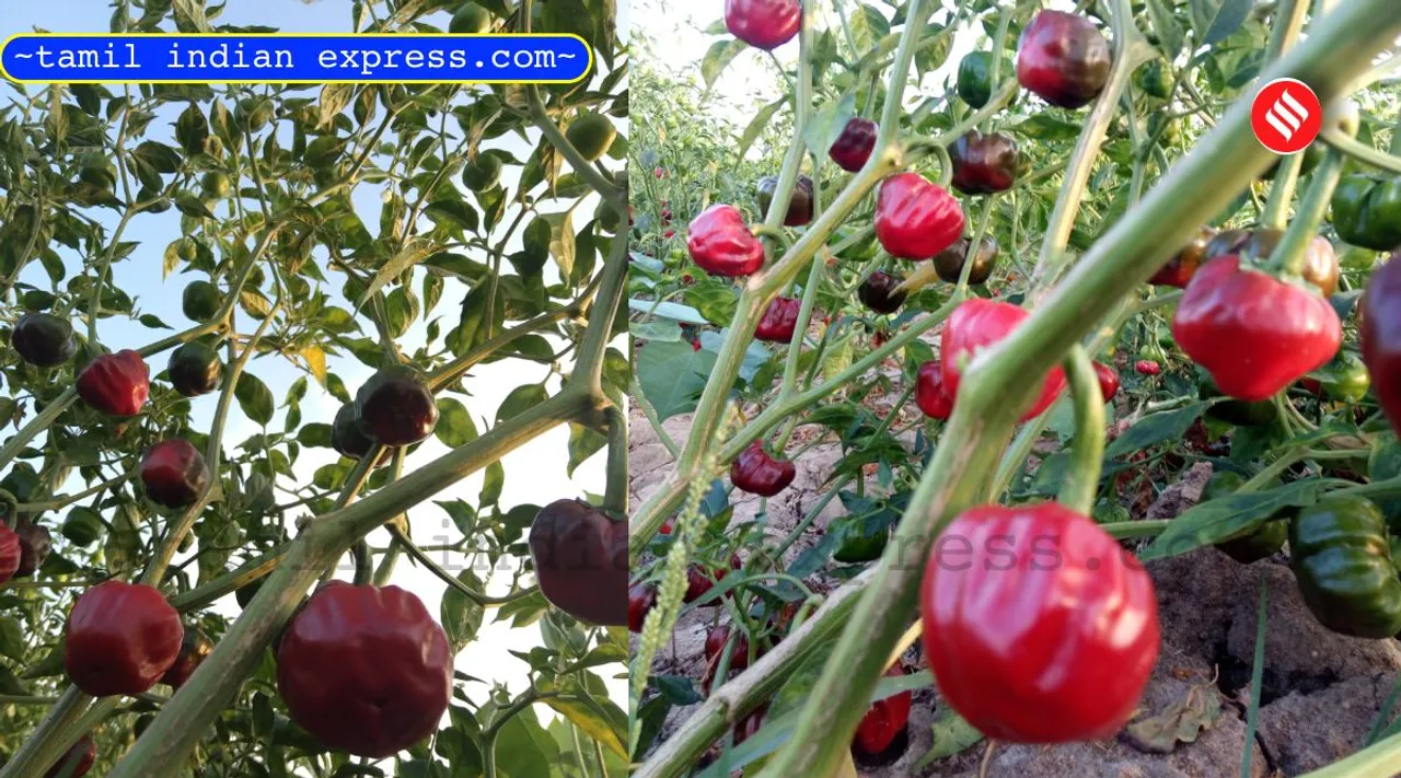 Ramanathapuram geocode for mundu chilli Tamil News