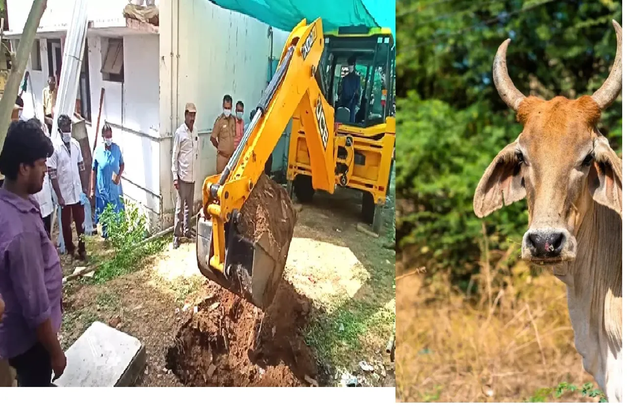 காங்கிரஸ் அலுவலகத்தில் மாந்திரீகம் செய்து புதைக்கப்பட்ட மாடு :  என்ன நடந்தது ?