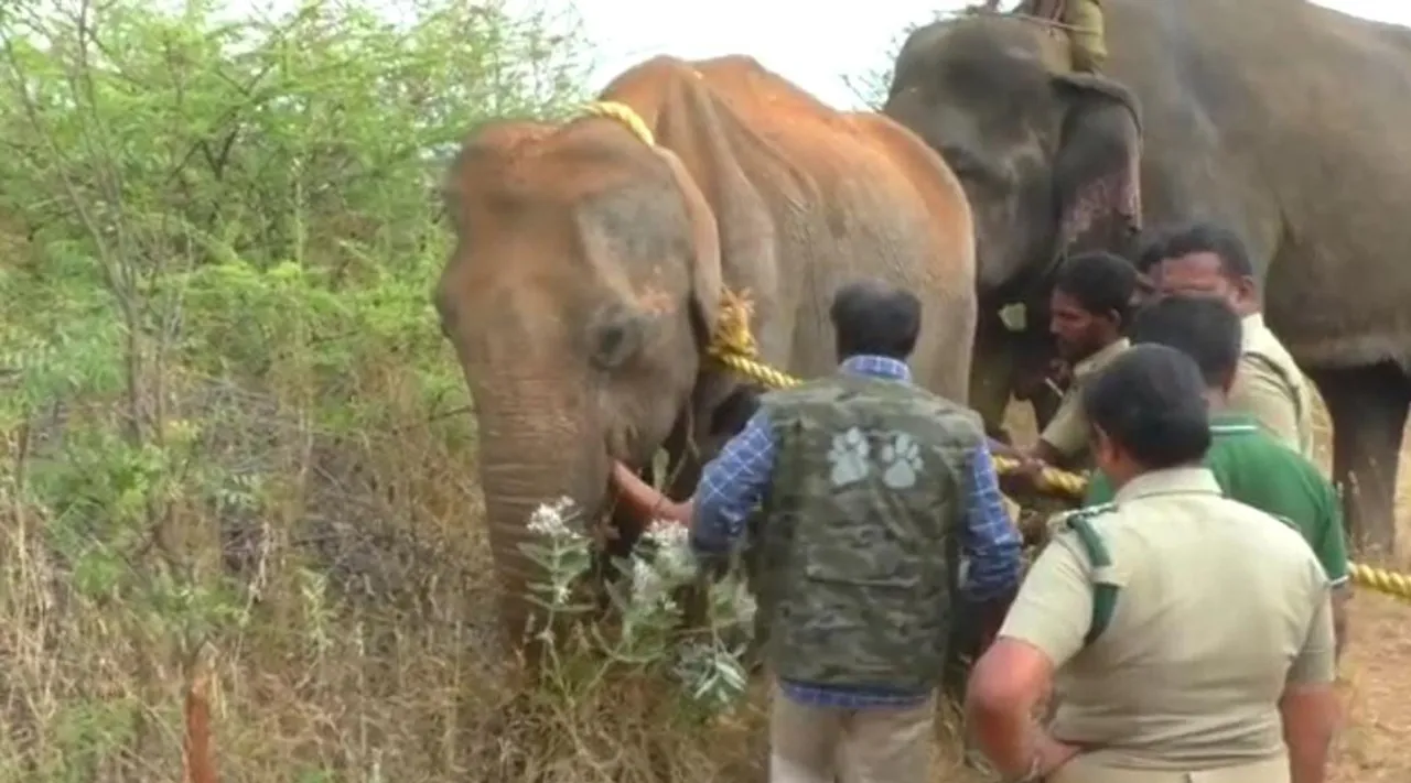 Elephant Injury