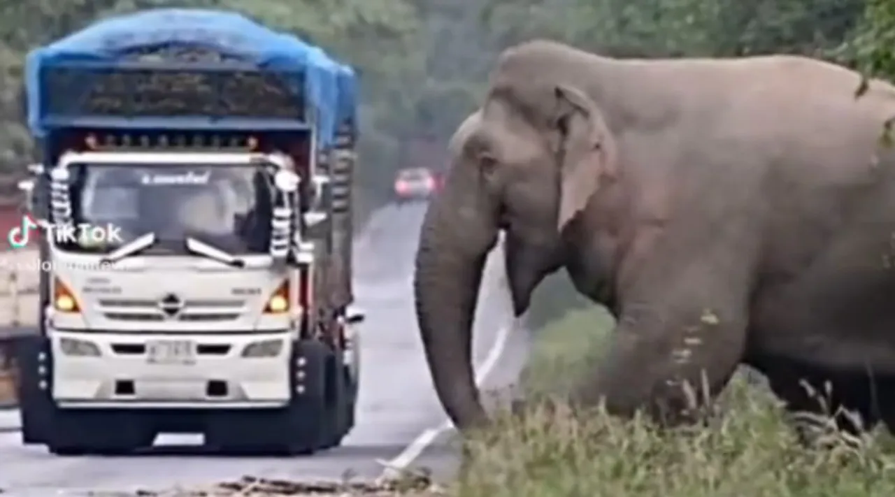 elephant viral video, viral video, thailand elephant video, elephant stops lorry, sugarcane lorry