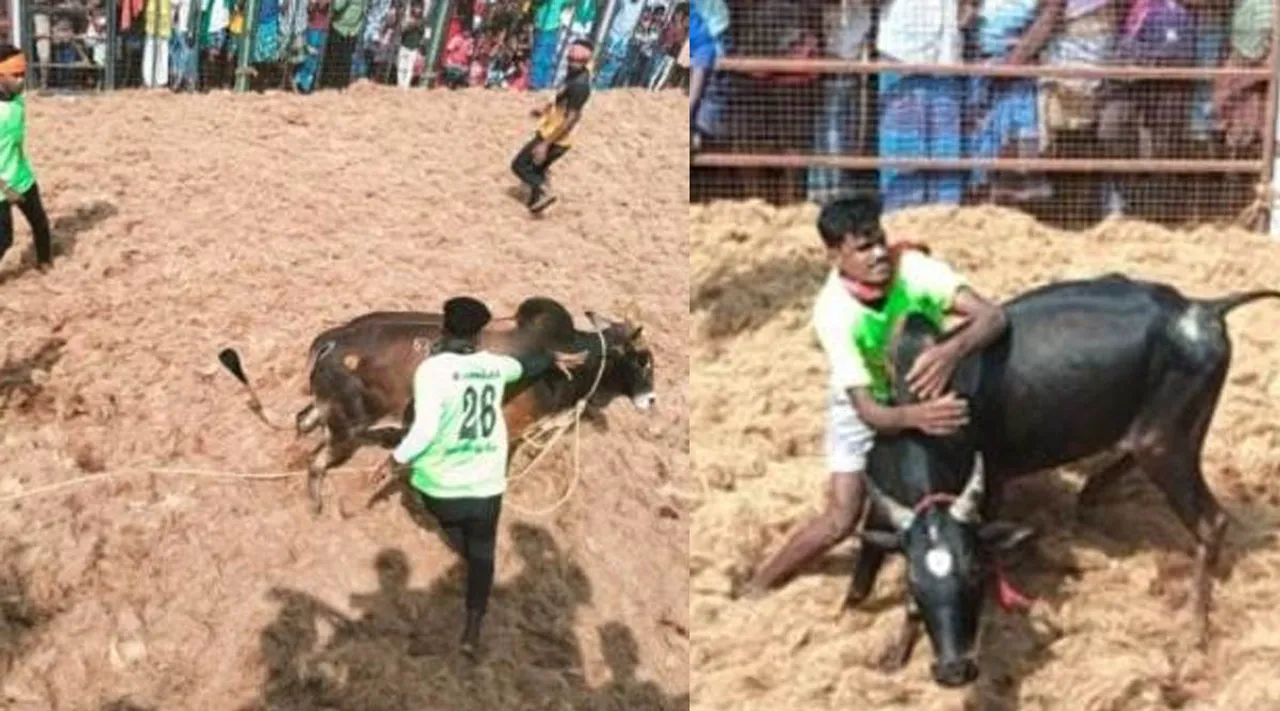 மணப்பாறையில் ஜல்லிக்கட்டு கோலாகலம்: காளைகளுடன் மல்லுக்கட்டிய காளையர்கள்