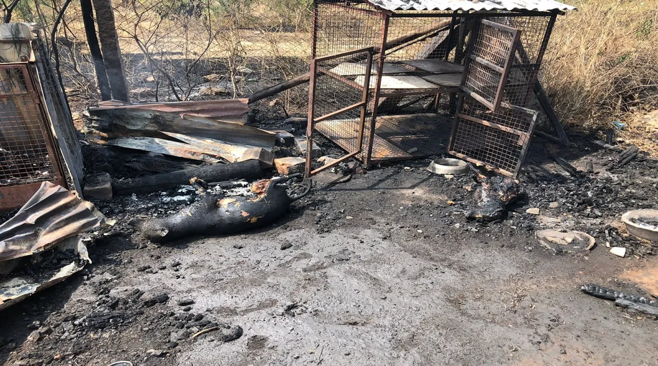 kovai dog farm