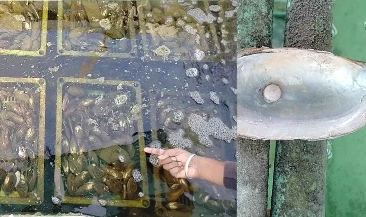 Freshwater Pearl Farming