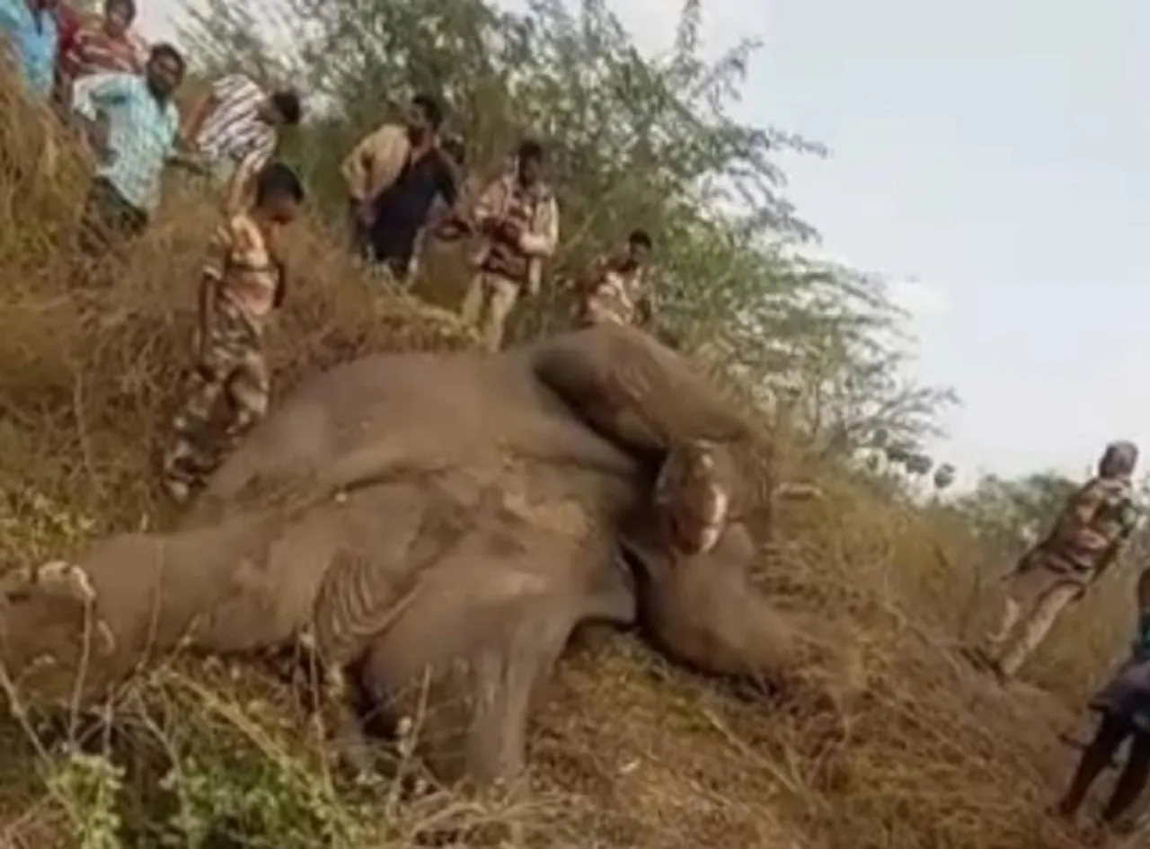 Elephant dies
