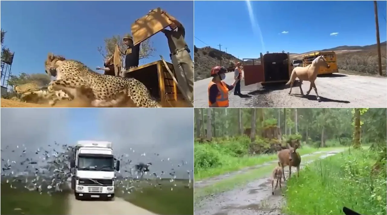 viral video, wild animals freedom freedom belongs to wild, viral video, விடுதலை, வைரல் வீடியோ, வனவிலங்குகள்