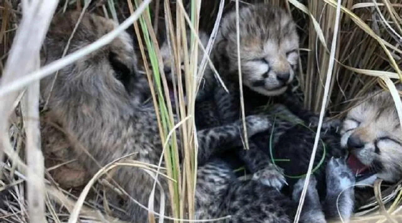 cheetah cub