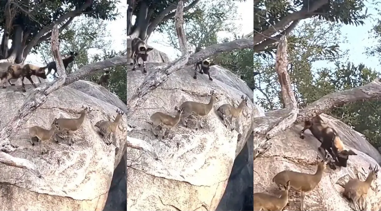 hyenas, deers great escape, deers great escape from hyenas, viral video