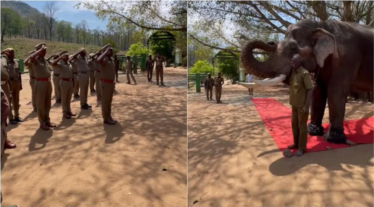 viral video, kumki elephant, viral video, tamilnadu kumki elephant kaleem