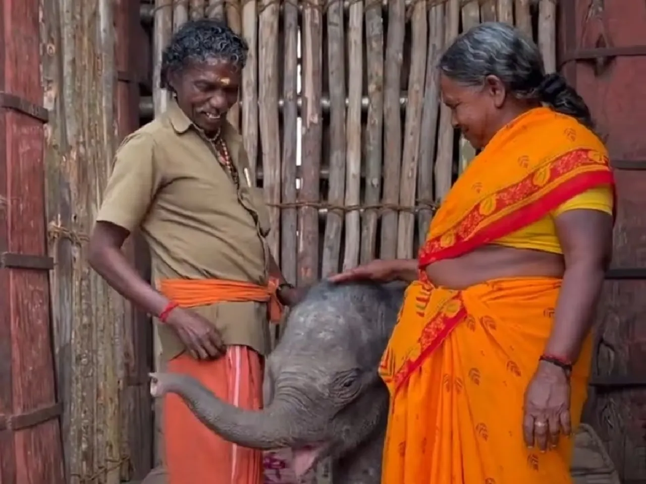 elephant