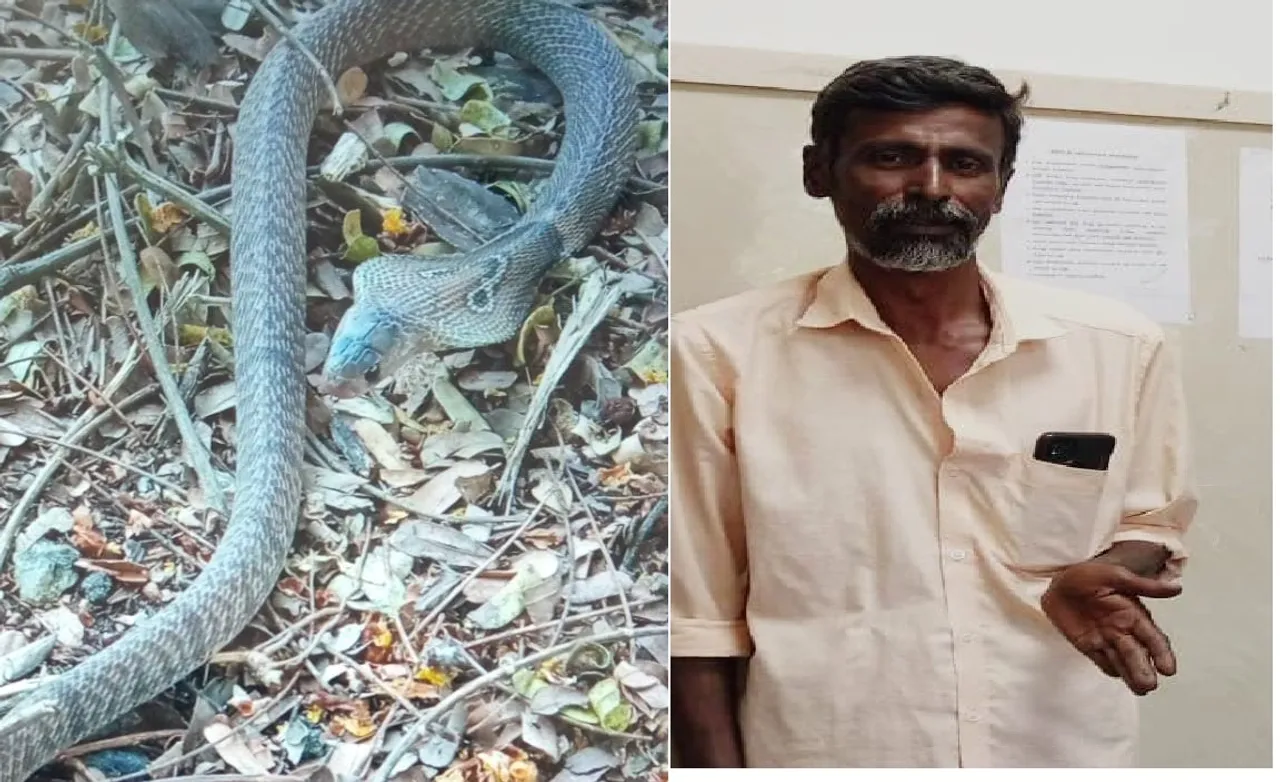 பள்ளி வகுப்பறைக்குள் புகுந்த நல்ல பாம்பு: விரைந்து பிடித்த தோட்டத் தொழிலாளி