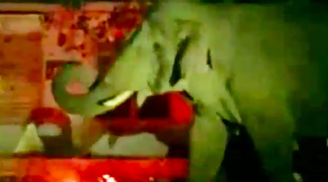 Pollachi: Komban elephant plundered coconut grove - video Tamil News